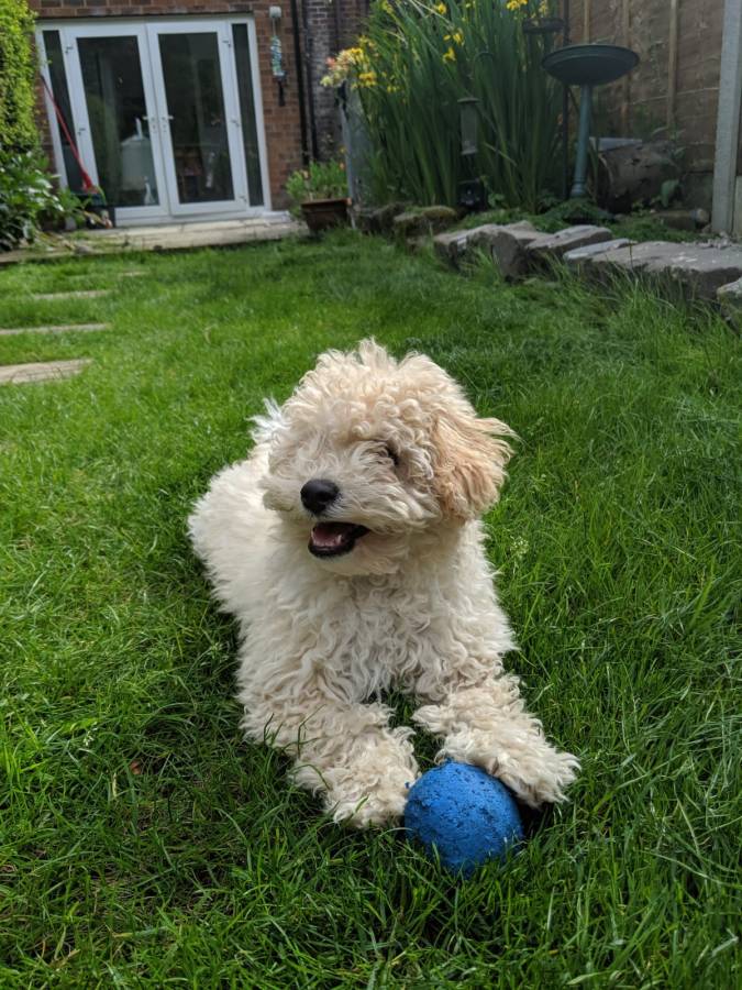 Paws For Thought Hills Science Plan Healthy Development Puppy Food Review by Fashion Du Jour LDN. BeigePoochon puppy playing in garden with blue ball