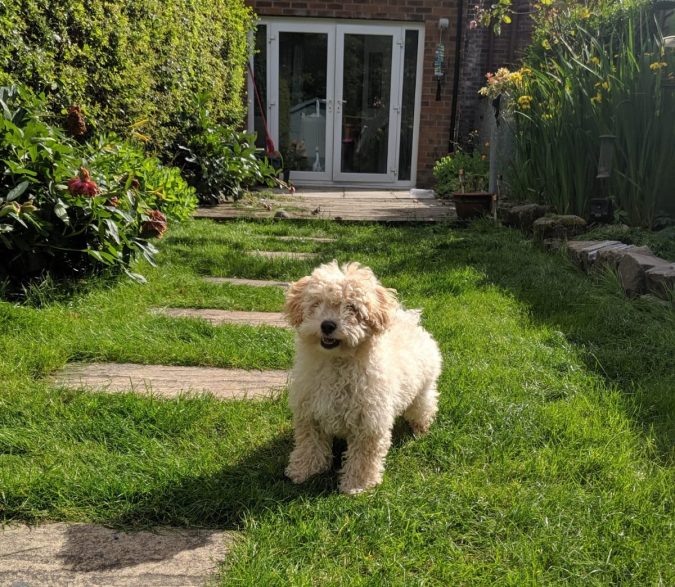 Paws For Thought Hills Science Plan Healthy Development Puppy Food Review by Fashion Du Jour LDN. Beige Poochon Pupp on grass in garden