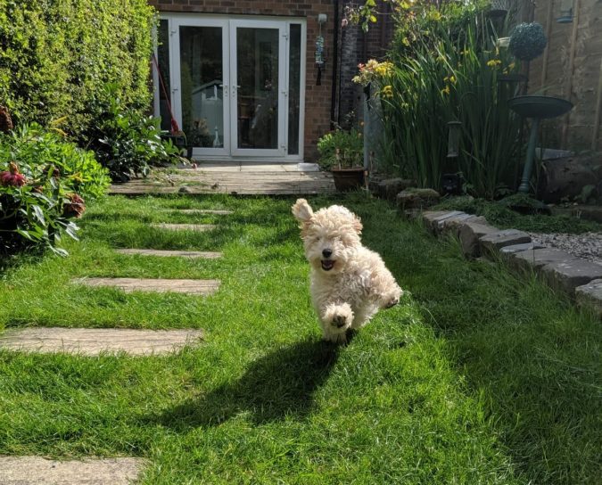 Paws For Thought Hills Science Plan Healthy Development Puppy Food Review by Fashion Du Jour LDN. Beige Poochon Puppy leaping through air running in garden